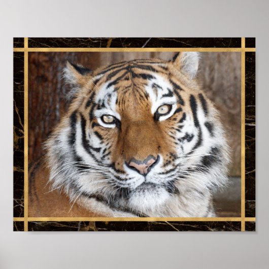 Tijger Gezicht Foto Afbeelding Print Poster (Voorkant)