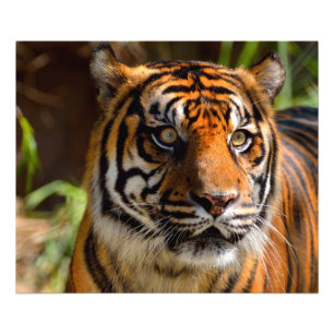 Tijger Gezicht Foto Afdruk