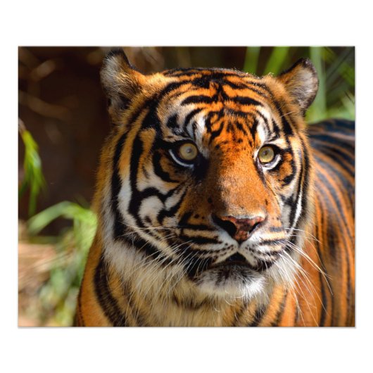 Tijger Gezicht Foto Afdruk (Voorkant)
