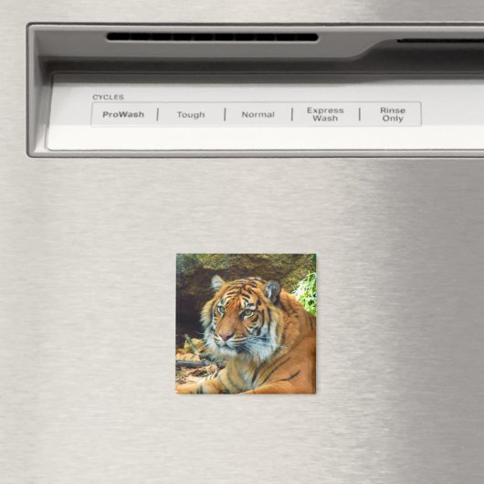 Tijger Gezicht Magneet (Insitu (Vaatwasser))
