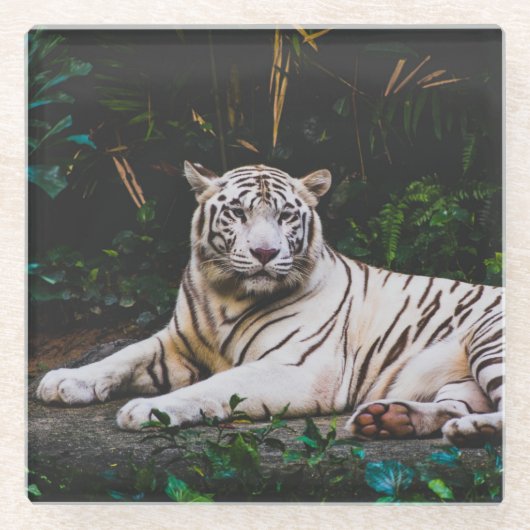 tijger glazen onderzetter (Voorkant)