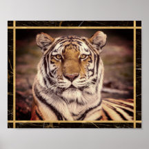 Tijger Grote Kat Foto Afbeelding Print Poster