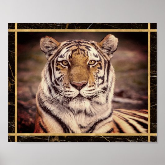 Tijger Grote Kat Foto Afbeelding Print Poster (Voorkant)