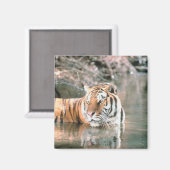 Tijger in beek magneet (Voorkant / Achterkant)