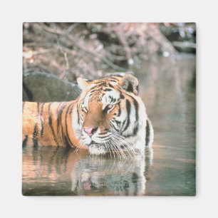 Tijger in beek magneet
