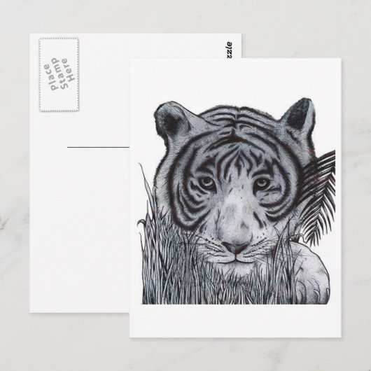 Tijger in de gras briefkaart (Voorkant / Achterkant)