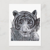 Tijger in de gras briefkaart (Voorkant)