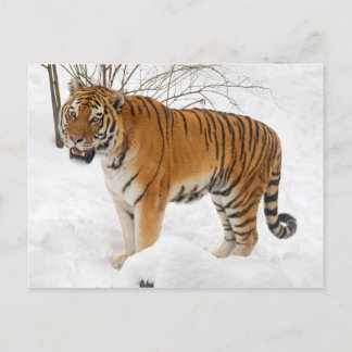Tijger in de sneeuw briefkaart