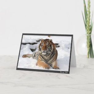 Tijger in de Sneeuw Kaart