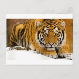Tijger in de Sneeuw Klaar aan te vallen Briefkaart