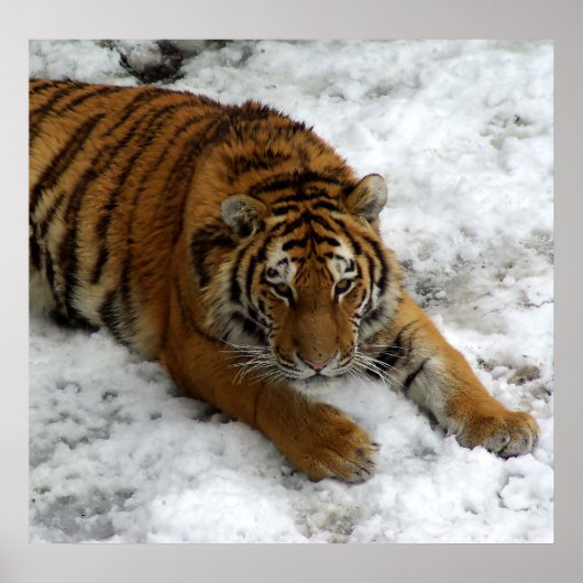 Tijger in de sneeuw poster (Voorkant)