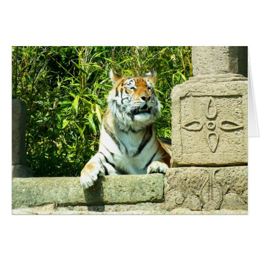 Tijger in de tempel (Voorkant Horizontaal)