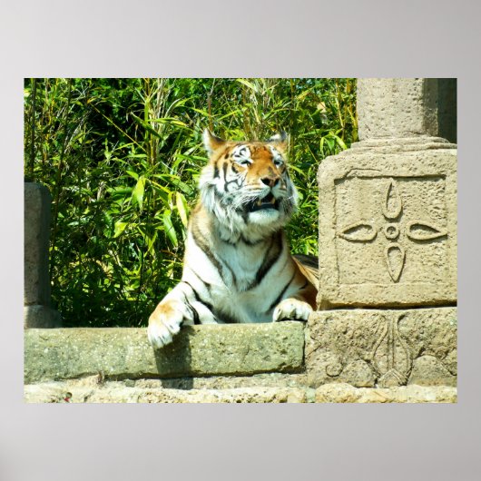 Tijger in de tempel poster (Voorkant)