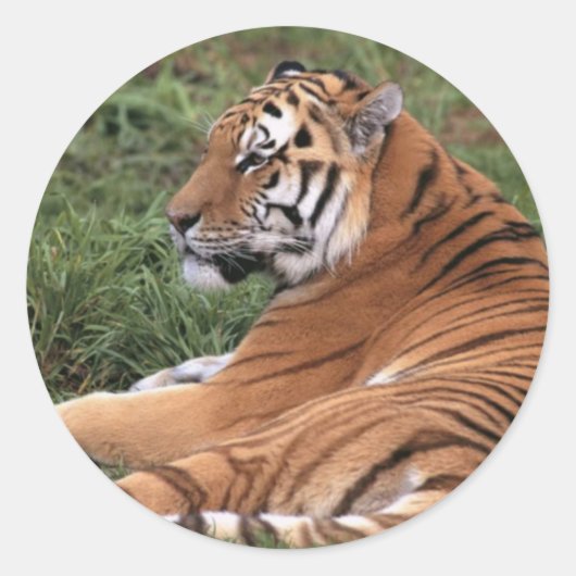 tijger in Grass Stickers (Voorkant)