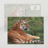 tijger in het gras Briefkaart (Voorkant / Achterkant)