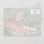 tijger in het gras Briefkaart (Achterkant)
