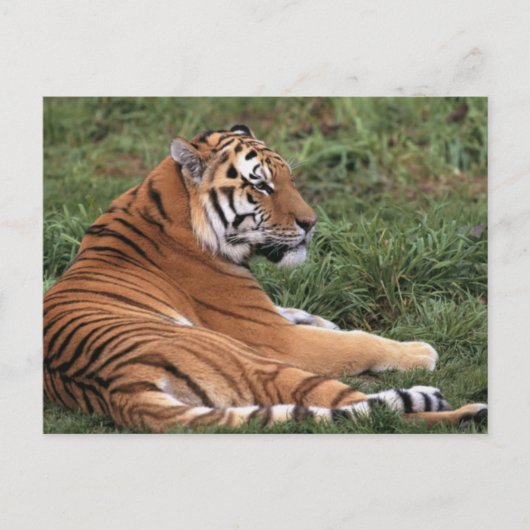 tijger in het gras Briefkaart (Voorkant)