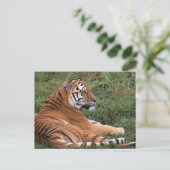 tijger in het gras Briefkaart (Staand voorkant)