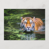 Tijger in het water briefkaart (Voorkant)