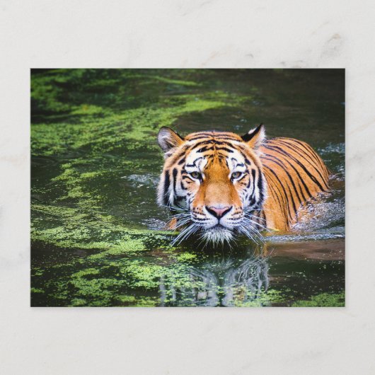 Tijger in het water briefkaart (Voorkant)