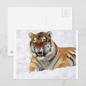 Tijger in sneeuw briefkaart (Voorkant / Achterkant)