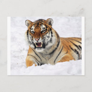 Tijger in sneeuw briefkaart