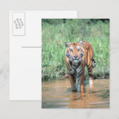 tijger in water briefkaart (Voorkant / Achterkant)