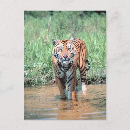 tijger in water briefkaart (Voorkant)