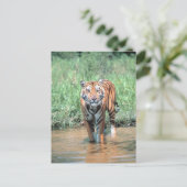 tijger in water briefkaart (Staand voorkant)