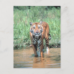 tijger in water briefkaart