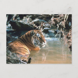 tijger in water briefkaart