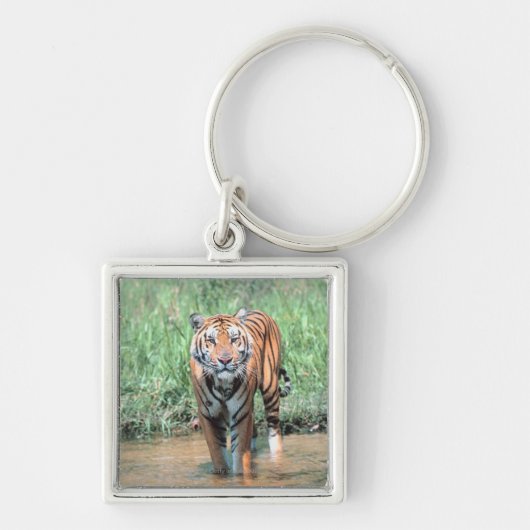 tijger in water sleutelhanger (Voorkant)