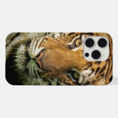 tijger iPhone hoesje (Achterkant horizontaal)