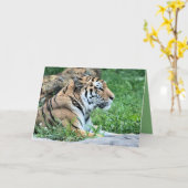 tijger kaart (Gele Bloem)