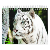 tijger kalender (Hoes)