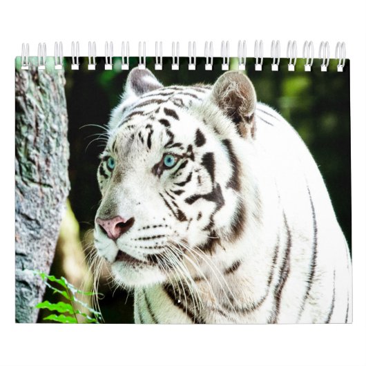 tijger kalender (Hoes)