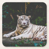 tijger kartonnen onderzetters (Voorkant)