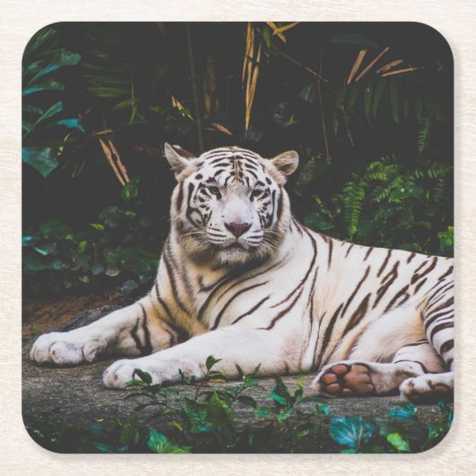 tijger kartonnen onderzetters (Voorkant)