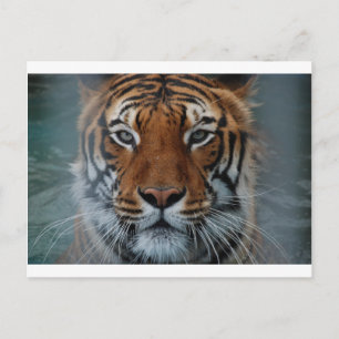 Tijger Kat Strepen Jungle Mist Dier Briefkaart