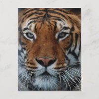 Tijger Kat Strepen Jungle Mist Dier