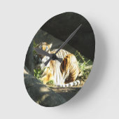 Tijger Katnap Ronde Klok (Hoek)