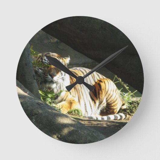 Tijger Katnap Ronde Klok (Voorkant)