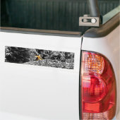 Tijger Kiekeboe Bumpersticker (Op Truck)