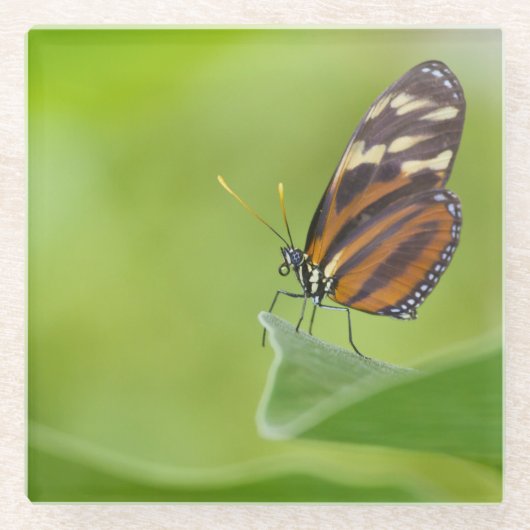 tijger langwerpvlinder glazen onderzetter (Voorkant)