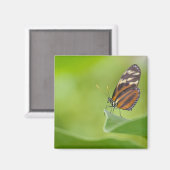 tijger langwerpvlinder magneet (Voorkant / Achterkant)