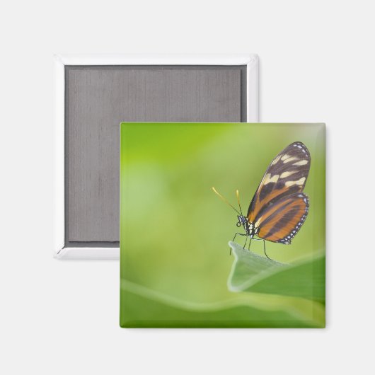 tijger langwerpvlinder magneet (Voorkant / Achterkant)