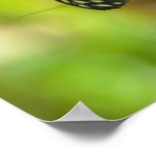 tijger langwerpvlinder poster (Hoek)