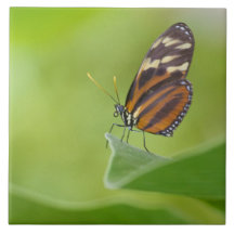 tijger langwerpvlinder