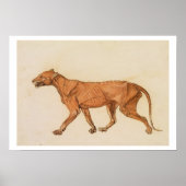 Tijger, lateraal Uitzicht, huid verwijderd uit 'A  Poster (Voorkant)