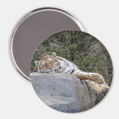 Tijger "Lazy Day" magneet (Voorkant / Achterkant)